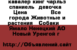  кавалер кинг чарльз спаниель -девочка › Цена ­ 45 000 - Все города Животные и растения » Собаки   . Ямало-Ненецкий АО,Новый Уренгой г.